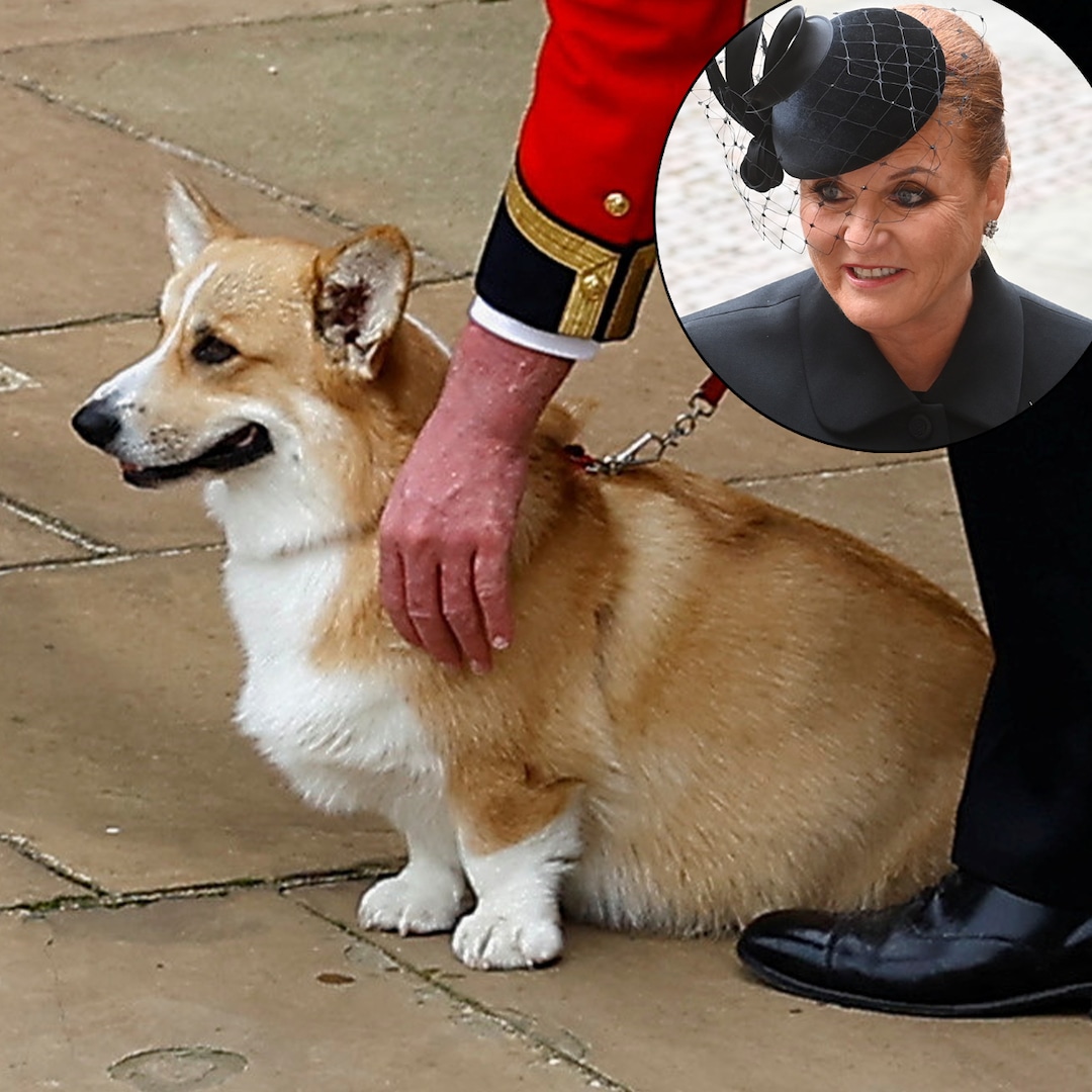 Sarah Ferguson Shares an Replace on Queen Elizabeth’s Corgis Sarah Ferguson Shares an Replace on Queen Elizabeth’s Corgis